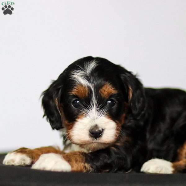 Flora, Cavapoo Puppy
